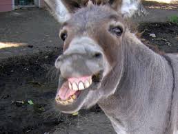 donkey